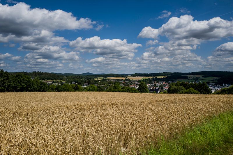 Feld Ferienwohnung Bischoffen