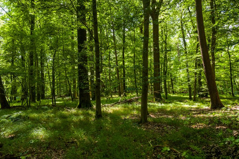 Wald Ferienwohnung Bischoffen